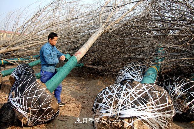 “買全國、賣全國”，濱州冬季苗木交易忙(圖1)