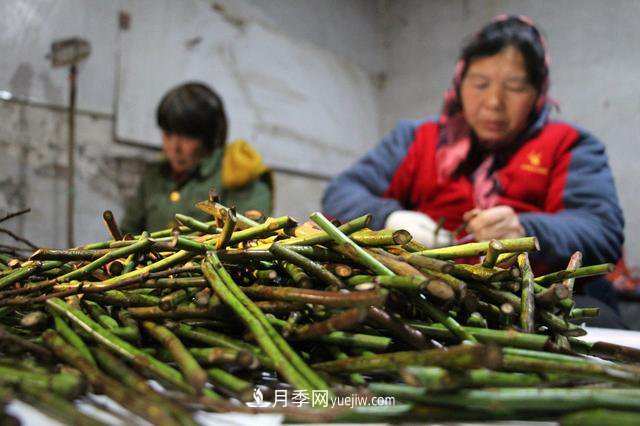 “買全國、賣全國”，濱州冬季苗木交易忙(圖2)