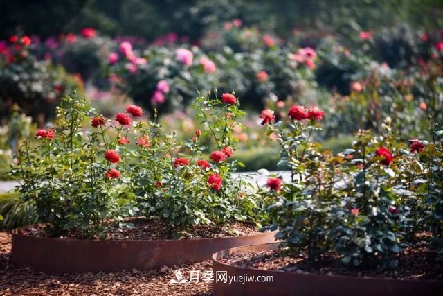 上海植物園內(nèi)部分月季釋放冬季魅力，觀賞區(qū)還在不斷優(yōu)化中(圖6)