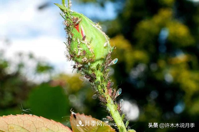 月季病蟲害TOP10排行榜，哪種病害更難纏？給你防治方法(圖8)