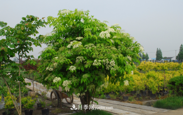 市場(chǎng)前景大好的6種忍冬科植物，你家苗圃有嗎？(圖5)