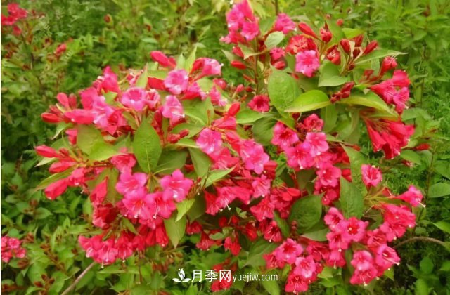 市場(chǎng)前景大好的6種忍冬科植物，你家苗圃有嗎？(圖1)