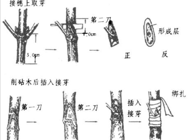 月季養(yǎng)成樹狀，簡單的方法長勢更茂盛開花更多(圖2)