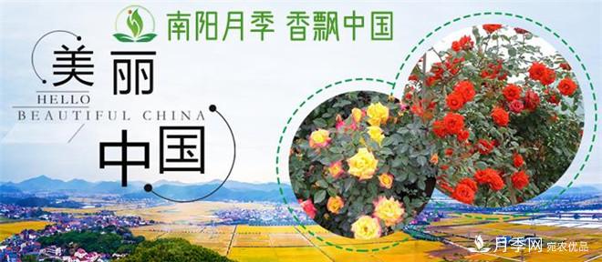 中國南陽特產(chǎn)：石橋月季(圖2)