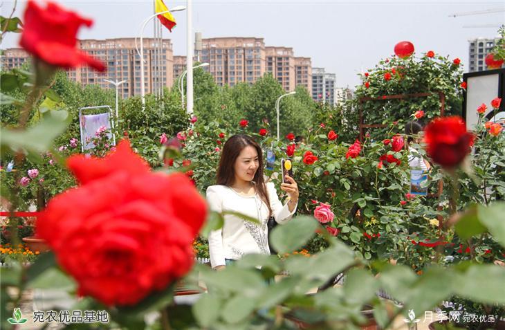 圖說南陽：月季花開美 香飄南陽城(圖5)