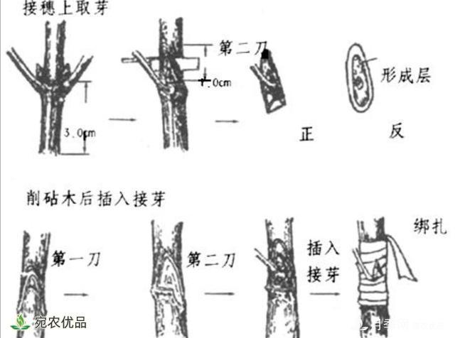 月季養(yǎng)成樹狀，用這種簡單的方法，長勢更茂盛開花更多(圖4)