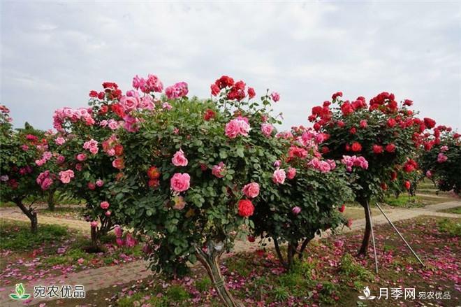 “花開南陽 云賞月季”南陽網(wǎng)上月季展即將開啟(圖1)