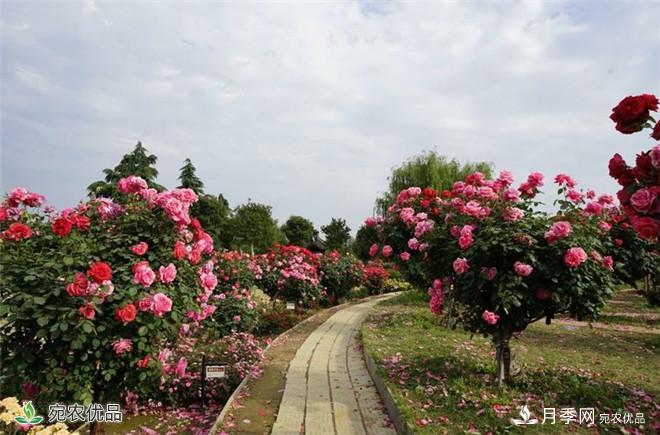 “花開南陽 云賞月季”南陽網(wǎng)上月季展即將開啟(圖3)