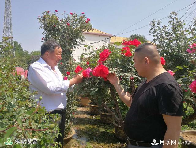 四季花開美名揚(yáng)——訪南陽“月季大師”蘇金朋、蘇玉果父子(圖1)