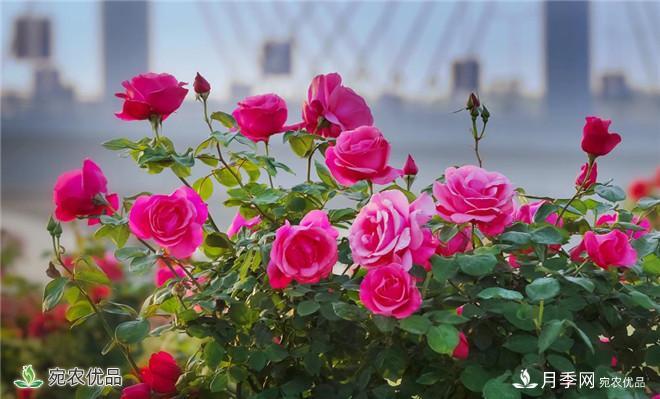 河南種苗站認(rèn)定南陽市“薔薇屬植物種質(zhì)資源庫”建設(shè)項(xiàng)目(圖2)