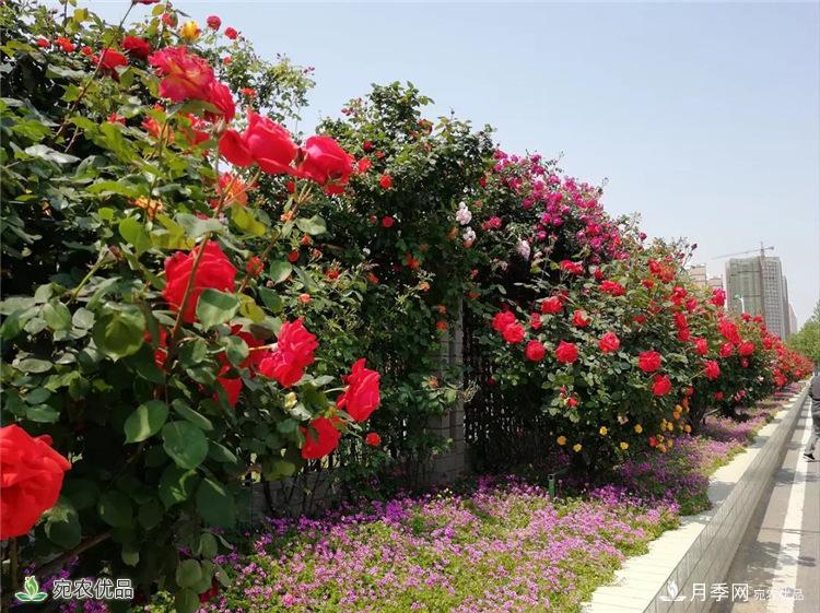 月季花開，南陽月季在園林綠化的場景案例展示(圖3)