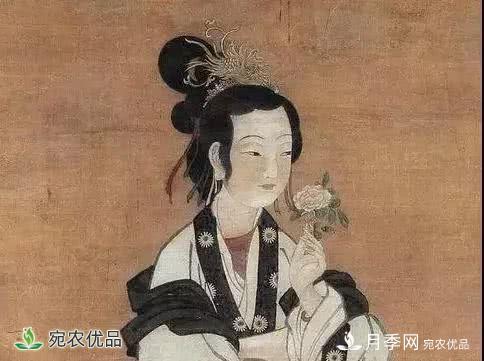 月季史詩，被中國70多個城市選為市花的月季，究竟有怎樣的魅力？(圖5)