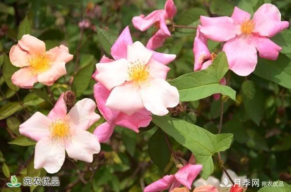 月季，市花之***，東西方的混血美人(圖2)