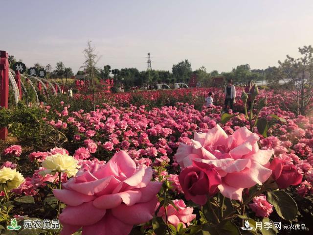 河南南陽鎮(zhèn)平縣趙河公園 五一月季花開美如畫(圖2)