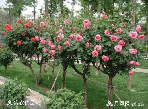 月季花如何修剪？南陽月季合作社抓住這3個時間修剪花開不斷(圖1)