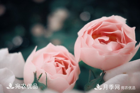 還是容易分的，月季花和薔薇花的區(qū)別(圖7)