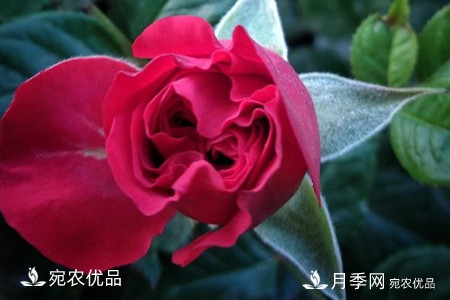 還是容易分的，月季花和薔薇花的區(qū)別(圖4)