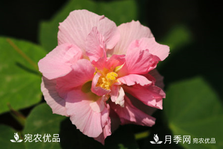 還是容易分的，月季花和薔薇花的區(qū)別(圖6)