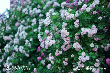 還是容易分的，月季花和薔薇花的區(qū)別(圖3)