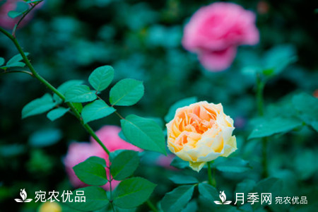 還是容易分的，月季花和薔薇花的區(qū)別(圖2)