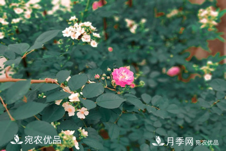 還是容易分的，月季花和薔薇花的區(qū)別(圖5)