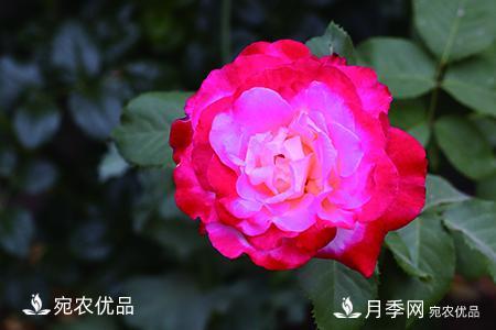 南陽月季教你區(qū)別月季花和玫瑰花(圖4)