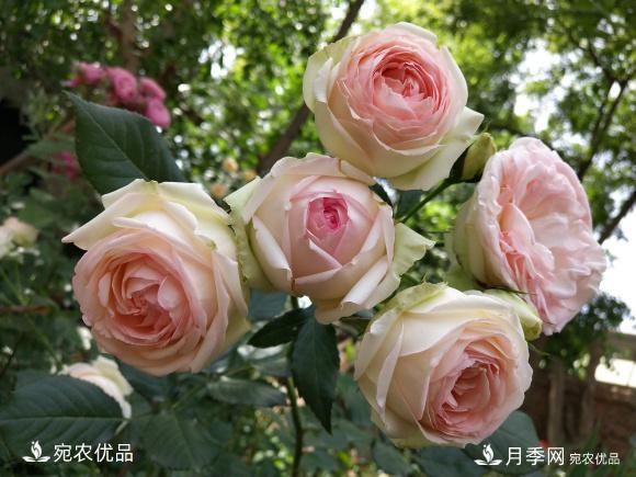 50種經(jīng)典月季品種全整理，南陽月季花開美爆了！一定要養(yǎng)(圖23)