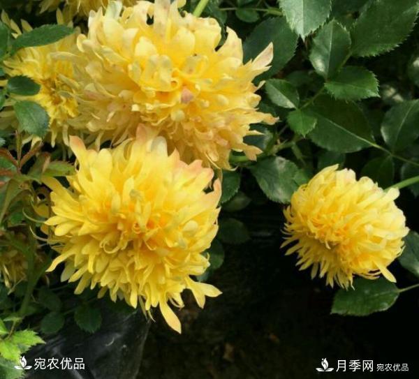 50種經(jīng)典月季品種全整理，南陽月季花開美爆了！一定要養(yǎng)(圖41)