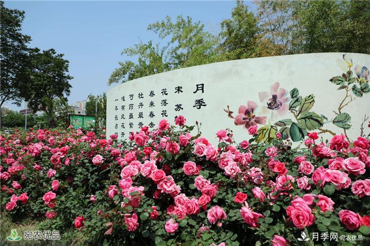 月季花城的“月季樹” 南陽月季樹種植批發(fā)基地(圖1)