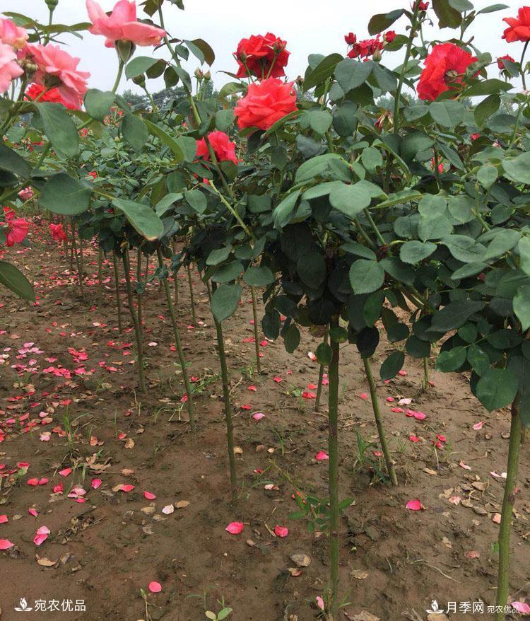 月季花城的“月季樹” 南陽月季樹種植批發(fā)基地(圖3)