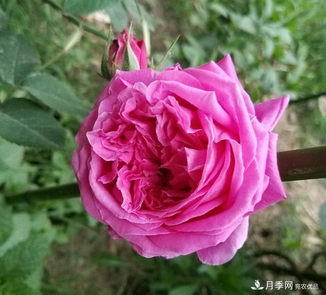 薔薇桿子同時(shí)進(jìn)行嫁接和高壓的3個(gè)技術(shù)要點(diǎn)(圖5)