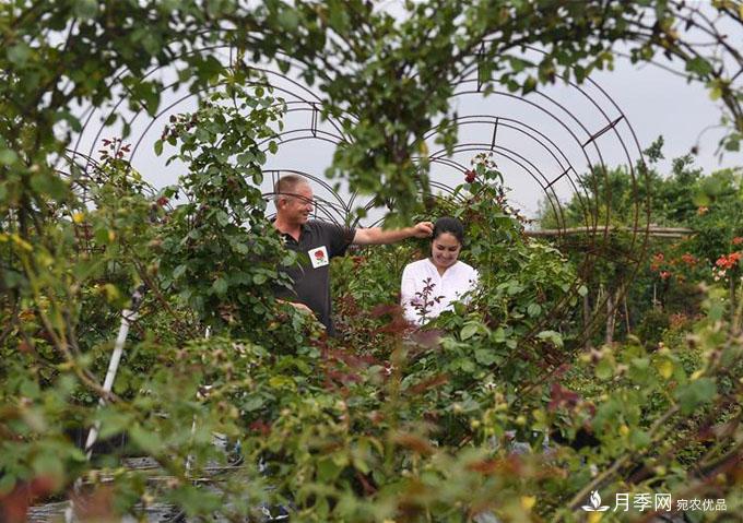 新疆夫婦在江蘇 學種月季謀致富(圖6)