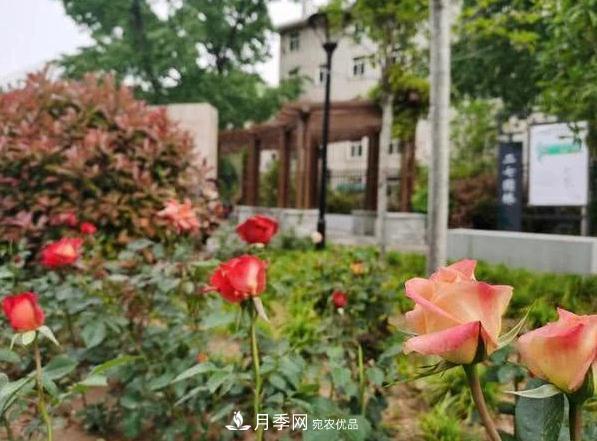 讓月季花開滿全城！河南鄭州將建多個(gè)月季景觀主題公園！(圖1)