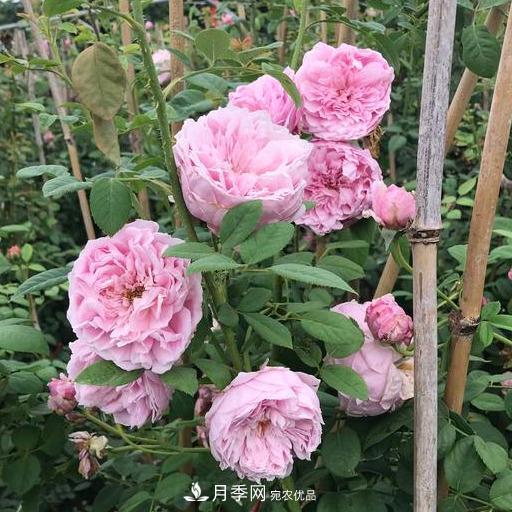 盤點(diǎn)30款又香又好看的月季，讓花園香氣迷人又美麗(圖1)