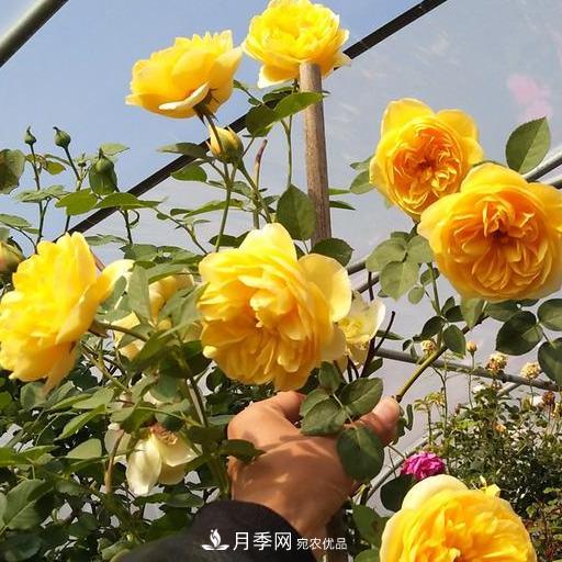 盤點(diǎn)30款又香又好看的月季，讓花園香氣迷人又美麗(圖8)