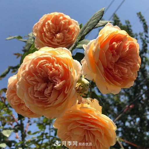 盤點(diǎn)30款又香又好看的月季，讓花園香氣迷人又美麗(圖9)