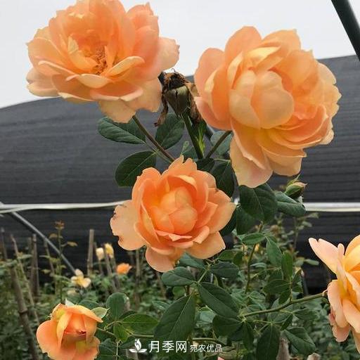 盤點(diǎn)30款又香又好看的月季，讓花園香氣迷人又美麗(圖11)