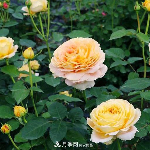 盤點(diǎn)30款又香又好看的月季，讓花園香氣迷人又美麗(圖14)