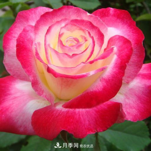 盤點(diǎn)30款又香又好看的月季，讓花園香氣迷人又美麗(圖23)