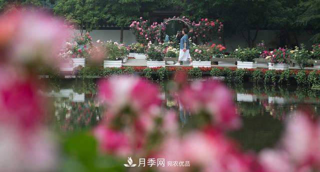 杭州月季繽紛 第八屆杭州西湖月季花精品展(圖2)