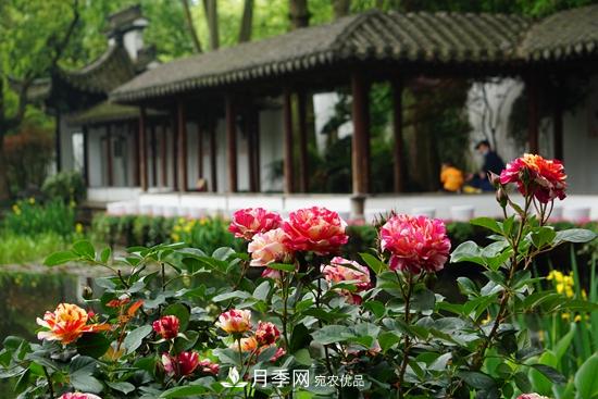 2020第八屆杭州西湖月季花精品展掠影(圖2)