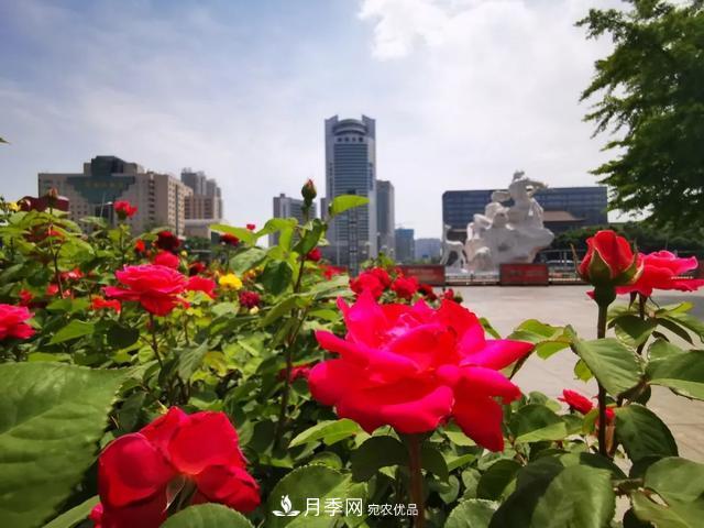 太原將種植月季、玫瑰等花卉百萬株 打造玫瑰之城浪漫之都(圖1)