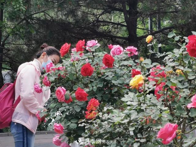 太原將種植月季、玫瑰等花卉百萬株 打造玫瑰之城浪漫之都(圖2)