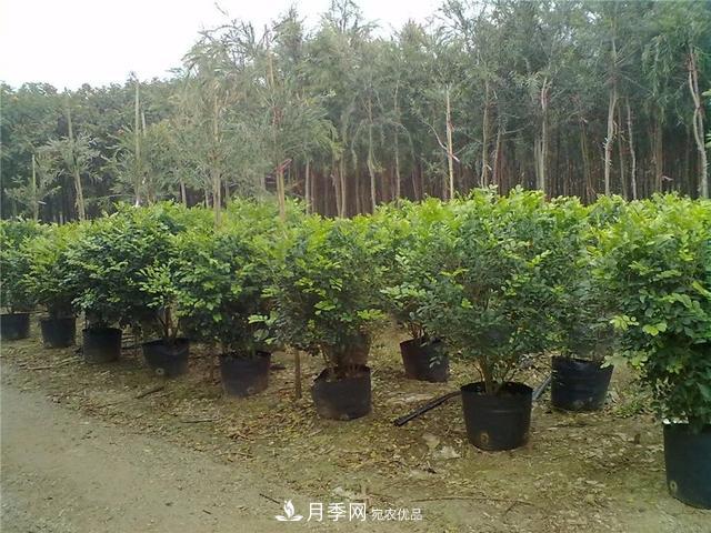 干貨：園林綠化種植技術(shù)17問，你需要掌握苗木知識(圖1)