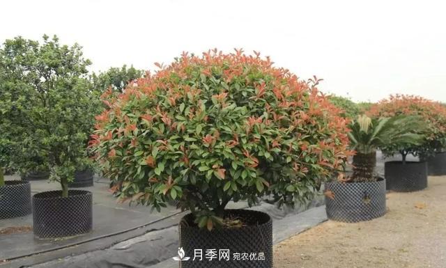 干貨：園林綠化種植技術(shù)17問，你需要掌握苗木知識(圖2)