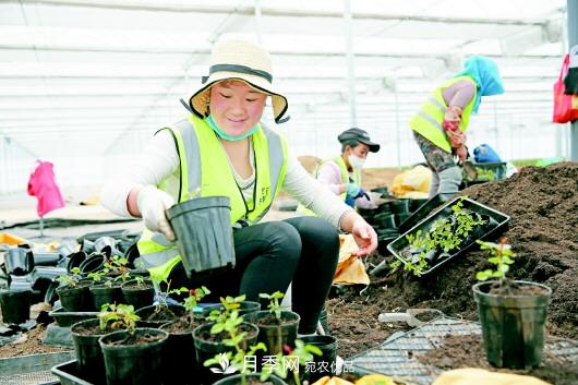 甘肅定西：月季花卉產(chǎn)業(yè)助力脫貧致富(圖1)