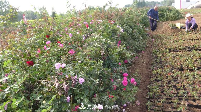 南陽方城縣發(fā)展月季花木產(chǎn)業(yè)助力鄉(xiāng)村振興致富(圖1)