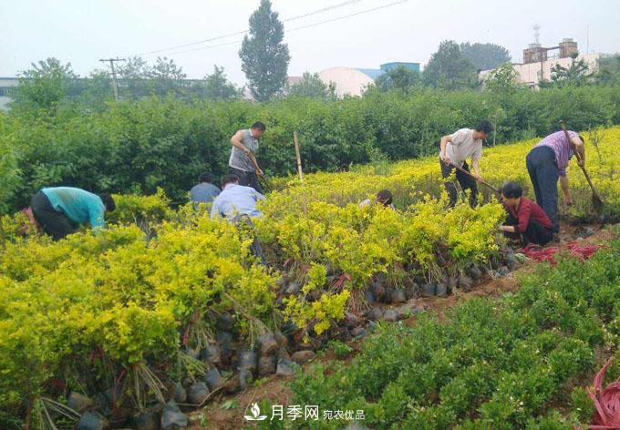 苗木行業(yè)到底需不需要“苗販子”經(jīng)紀(jì)人(圖1)