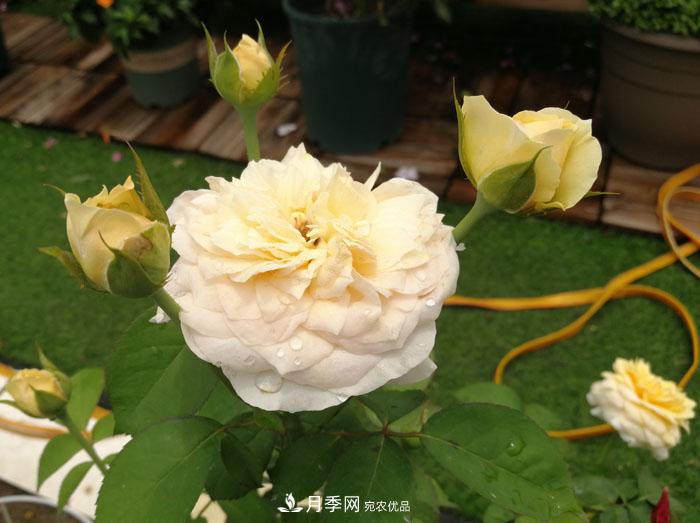 朱麗葉（Juliet）月季——值得養(yǎng)護(hù)的切花月季品種(圖3)