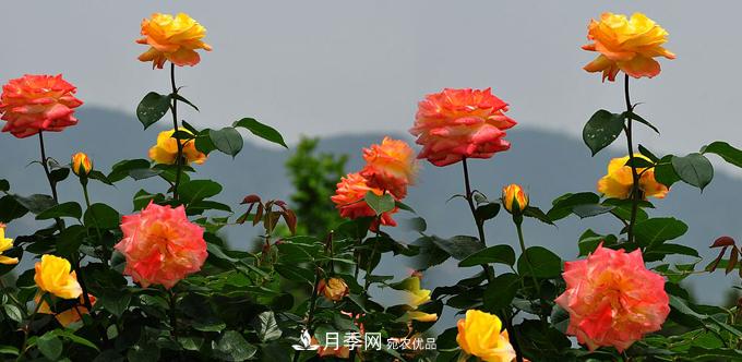 精選十首贊美月季花的古詩詞，夢回唐宋看月季花開！(圖1)